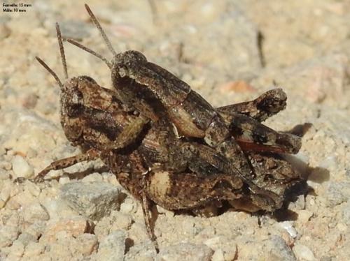 Pezotettix giornae